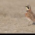 © Leslie J. Morris PhotoID # 16025526: Horned Lark
