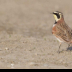 © Leslie J. Morris PhotoID # 16025526: Horned Lark