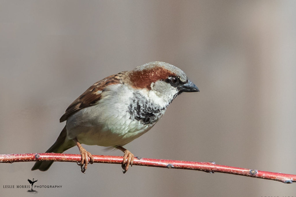 House Sparrow - ID: 16025527 © Leslie J. Morris
