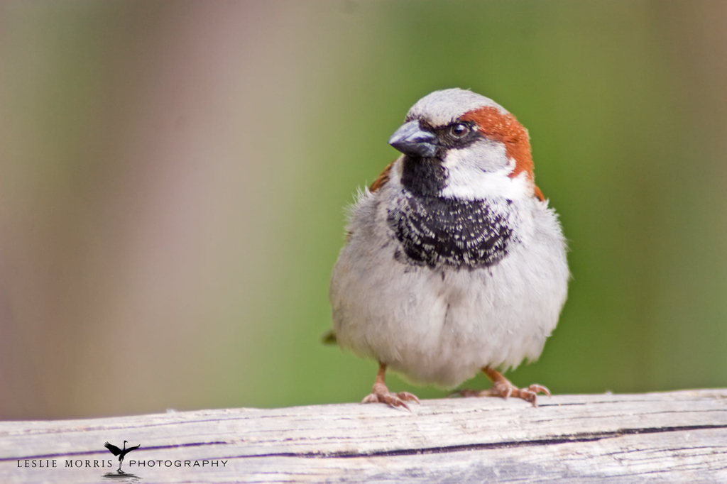 House Sparrow  - ID: 16025528 © Leslie J. Morris