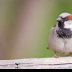 © Leslie J. Morris PhotoID # 16025528: House Sparrow 