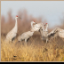 © Leslie J. Morris PhotoID # 16025530: Sandhill Crane