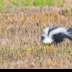 © Leslie J. Morris PhotoID # 16025531: Striped Skunk