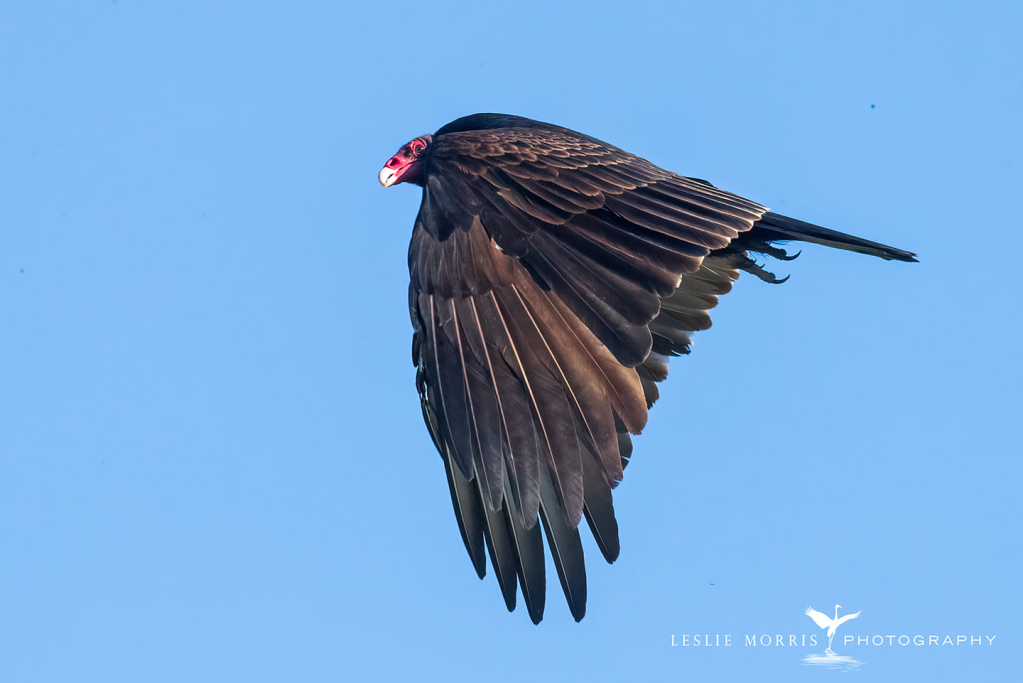 Turkey Vulture in Flight - ID: 16025438 © Leslie J. Morris