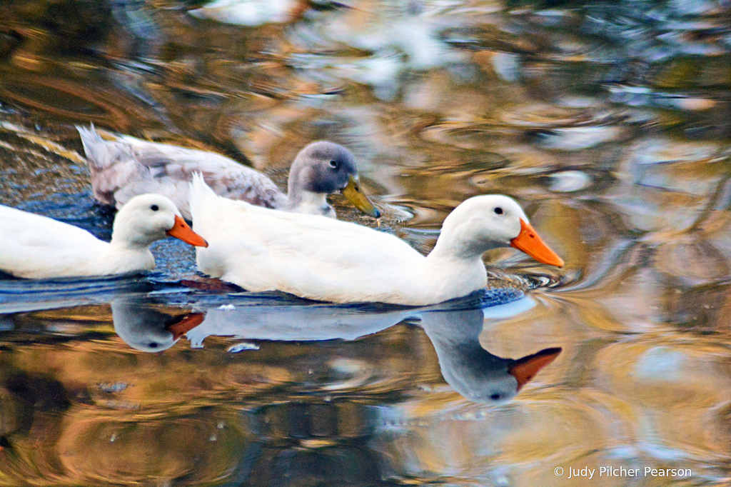 gliding in the magic waters......