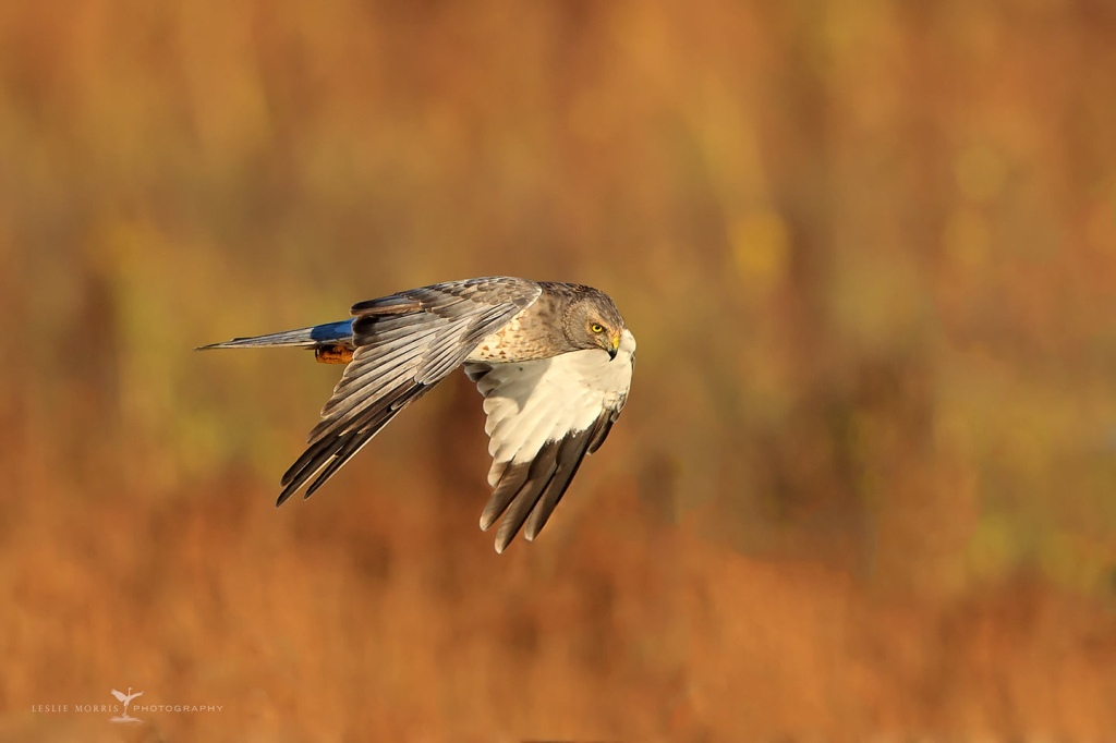 Northern Harrier - ID: 16025442 © Leslie J. Morris