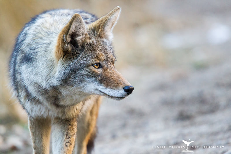 On the Powl - Coyote - ID: 16025534 © Leslie J. Morris
