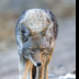 © Leslie J. Morris PhotoID # 16025535: Coyote Yosemite NP