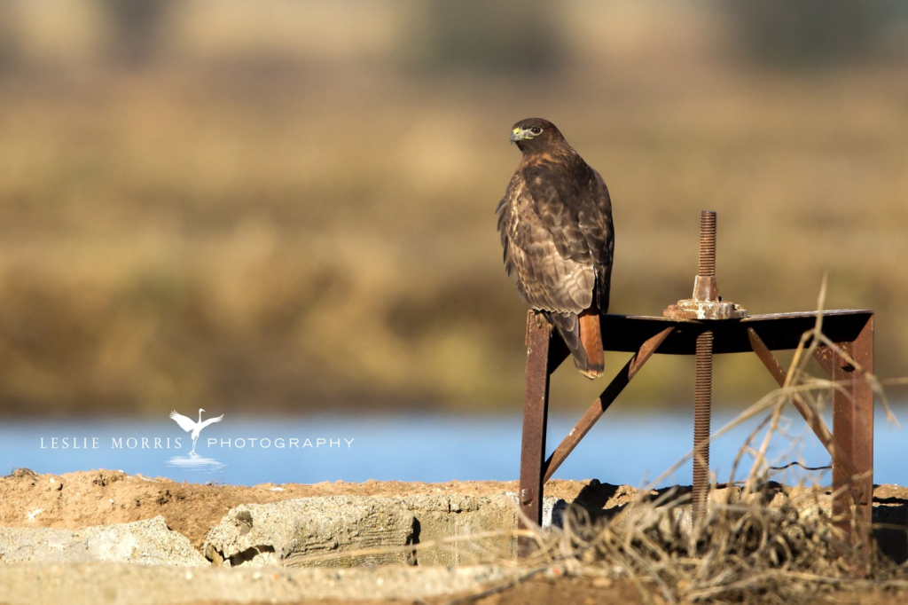 Red-tailed Hawk - ID: 16025448 © Leslie J. Morris