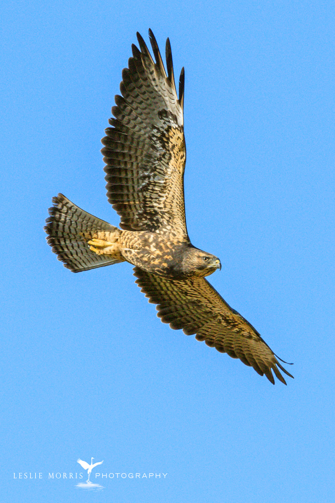 Swainson's Hawk - ID: 16025449 © Leslie J. Morris