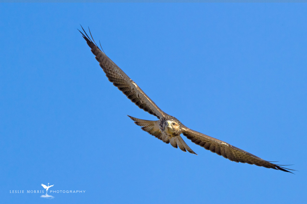 Swainson's Hawk - ID: 16025451 © Leslie J. Morris