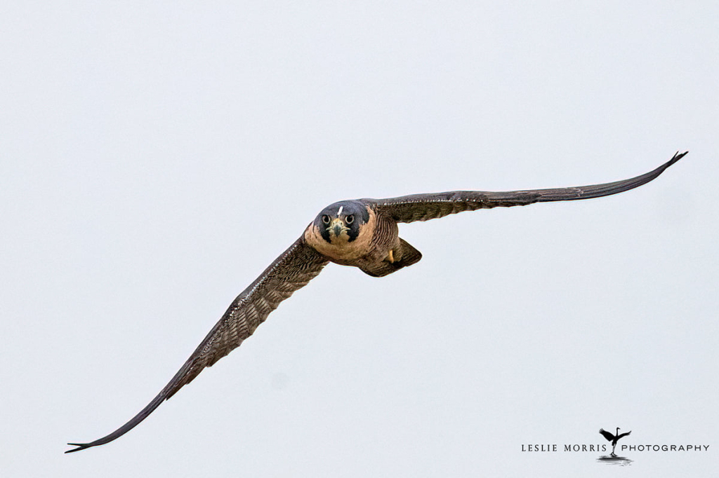 Peregrin Falcon - ID: 16025456 © Leslie J. Morris