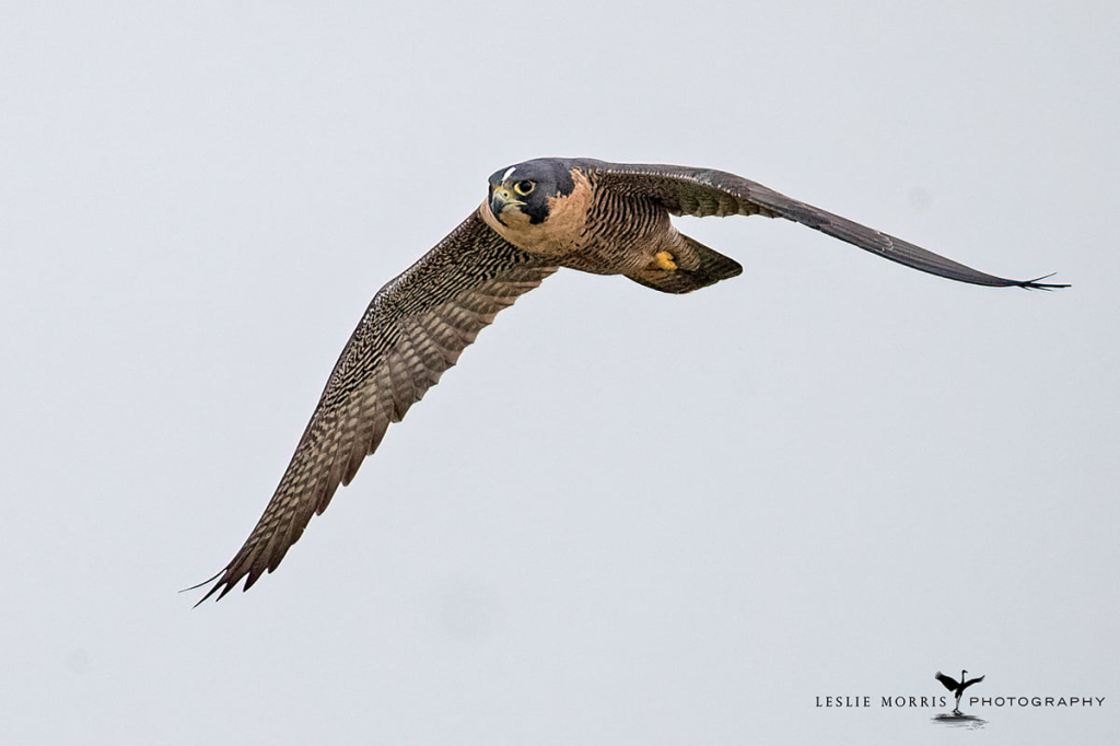 Peregrin Falcon - ID: 16025457 © Leslie J. Morris