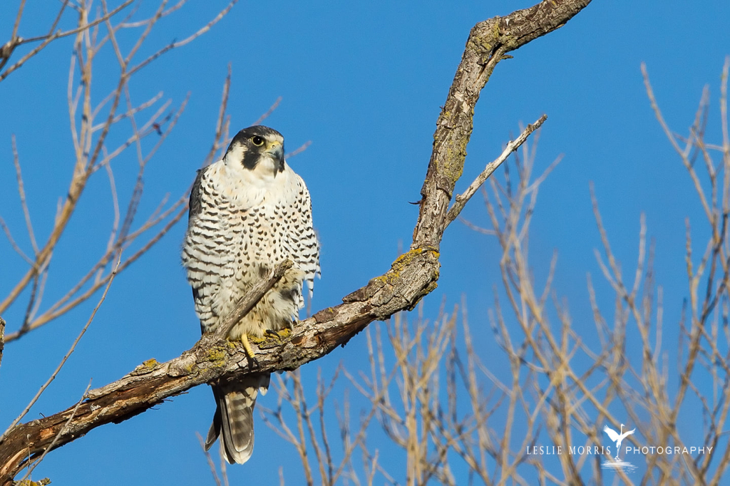 Peregrine Falcon - ID: 16025458 © Leslie J. Morris