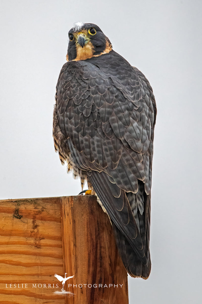 Peregrin Falcon - ID: 16025460 © Leslie J. Morris