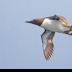 © Leslie J. Morris PhotoID # 16025545: Common Murre