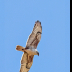 © Leslie J. Morris PhotoID # 16025557: FerruginousHawk_C16I2794