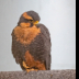 © Leslie J. Morris PhotoID # 16025562: Aplambo Falcon_C16I2906