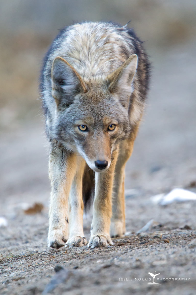 Coyote  - ID: 16025475 © Leslie J. Morris