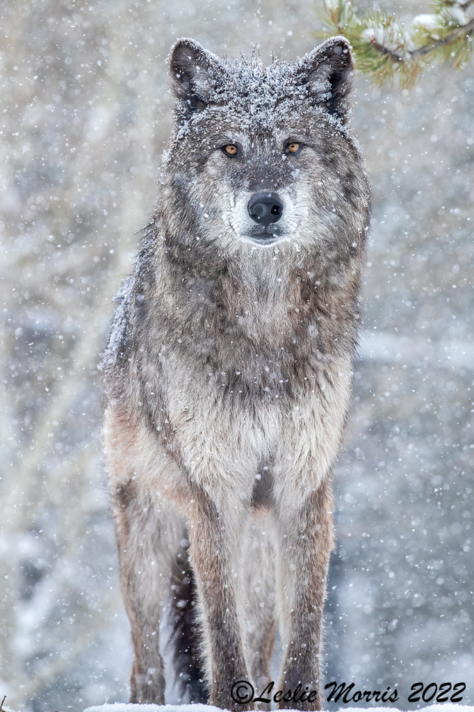 Winter's Gaze - ID: 16025476 © Leslie J. Morris