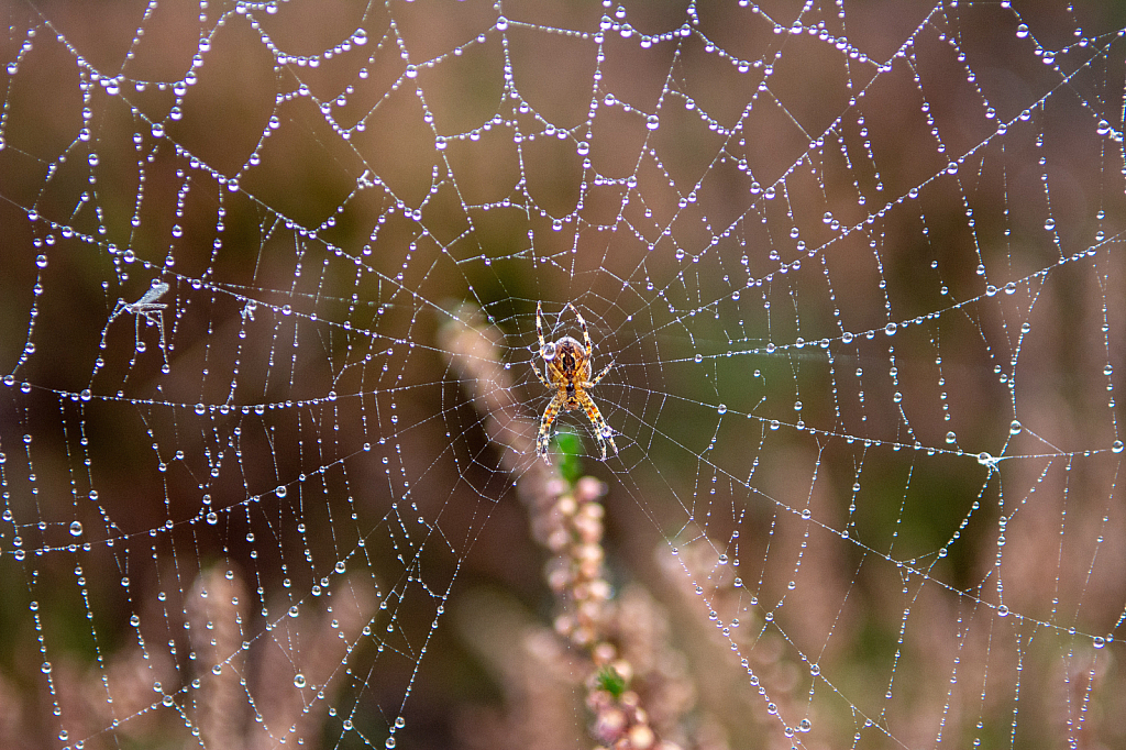 Spider and web in the morning