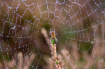 Spider and web in...