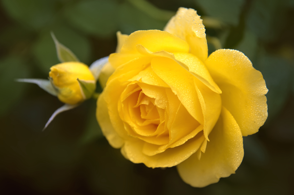 Yellow Rose of Texas - ID: 16025587 © Kelley J. Heffelfinger