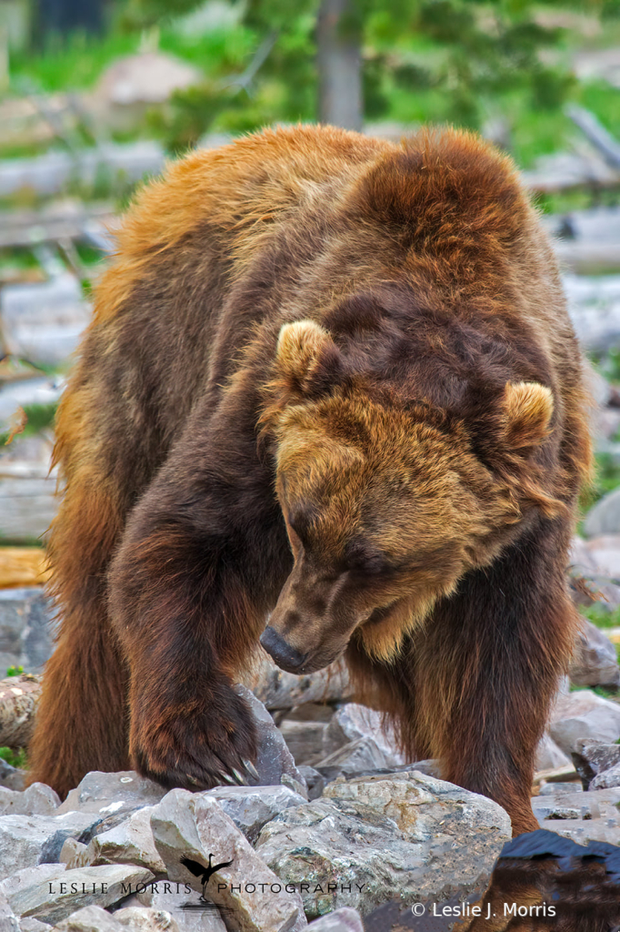 Grizzly Captive - ID: 16025595 © Leslie J. Morris