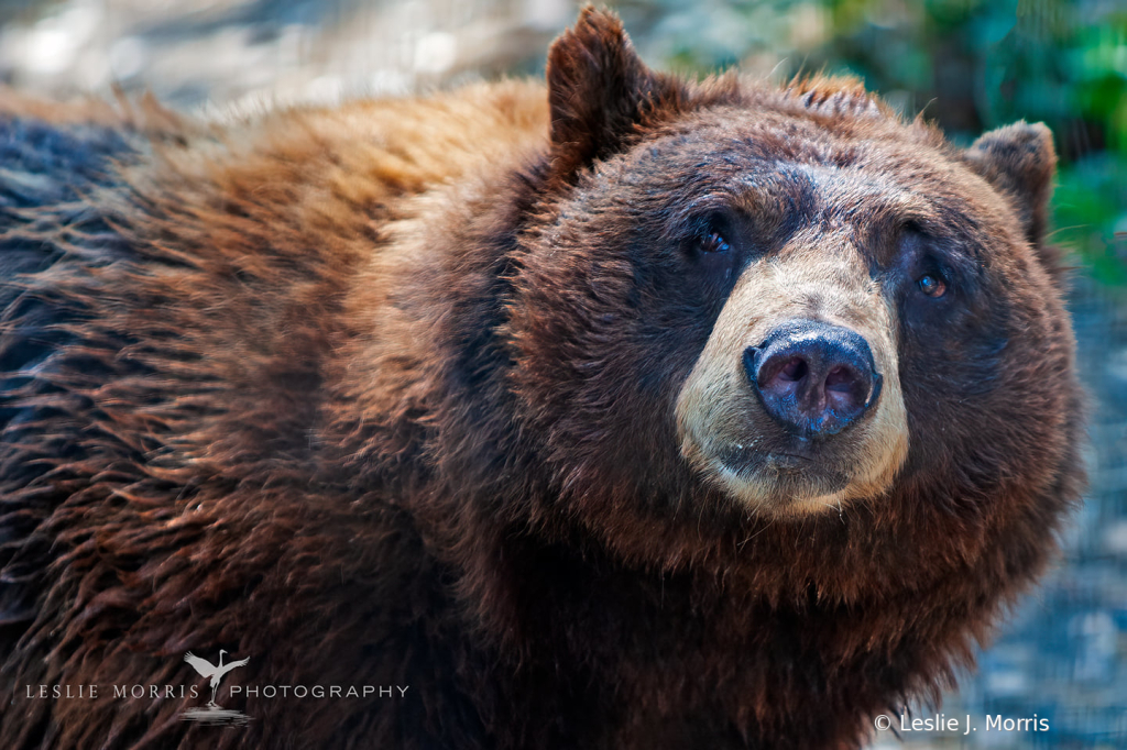 Grizzly - Captive - ID: 16025598 © Leslie J. Morris