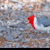 © Leslie J. Morris PhotoID # 16025607: RedCrestedCardinal