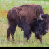 © Leslie J. Morris PhotoID # 16025620: AmericanBison2