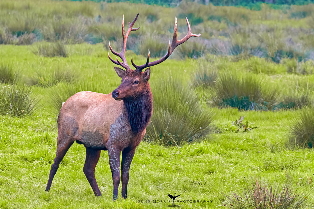 Roosevelt Elk - ID: 16025625 © Leslie J. Morris