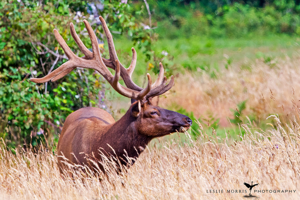 Roosevelt Elk - ID: 16025627 © Leslie J. Morris