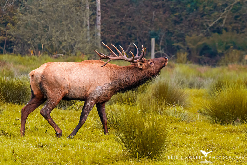 Roosevelt Elk - ID: 16025626 © Leslie J. Morris