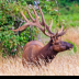 © Leslie J. Morris PhotoID # 16025627: Roosevelt Elk