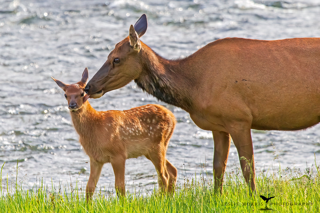 Rocky Mountain Elk - ID: 16025636 © Leslie J. Morris
