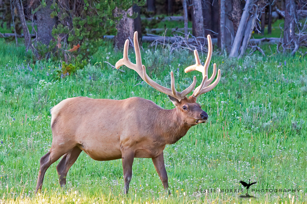 Rocky Mountain Elk - ID: 16025637 © Leslie J. Morris