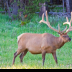 © Leslie J. Morris PhotoID # 16025637: Rocky Mountain Elk