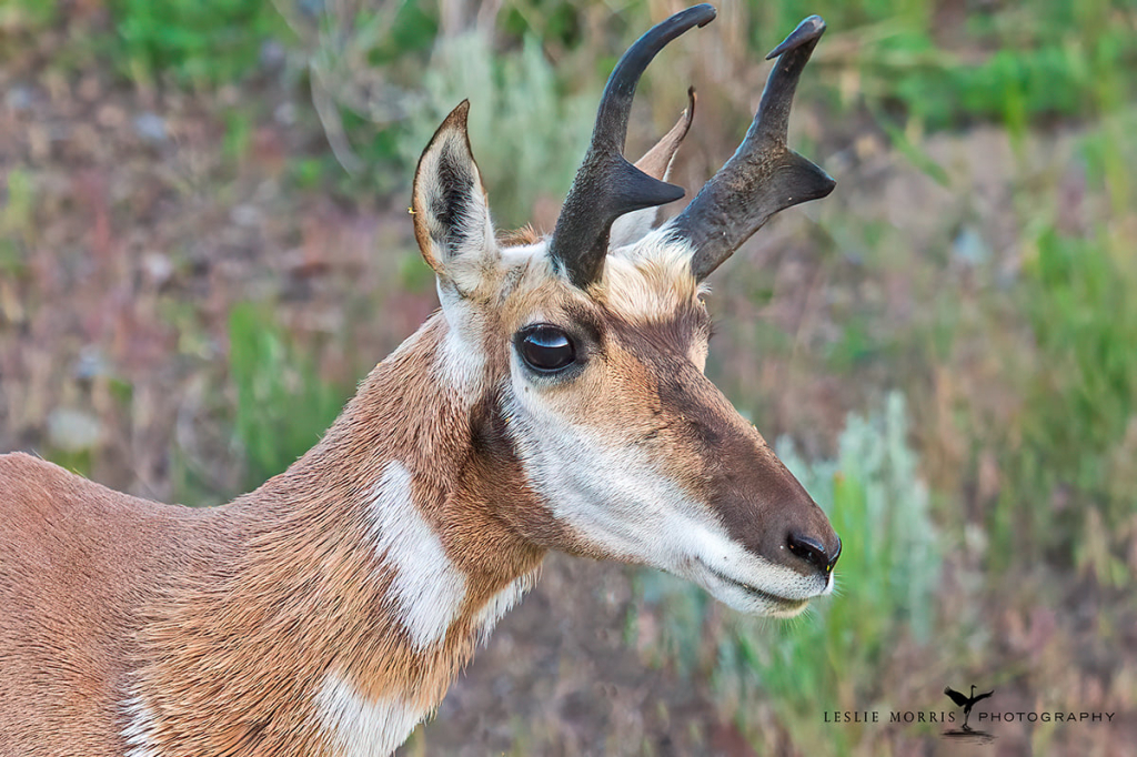 Pronghorn Antelope Ram - ID: 16025639 © Leslie J. Morris