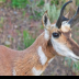 © Leslie J. Morris PhotoID # 16025639: Pronghorn Antelope Ram