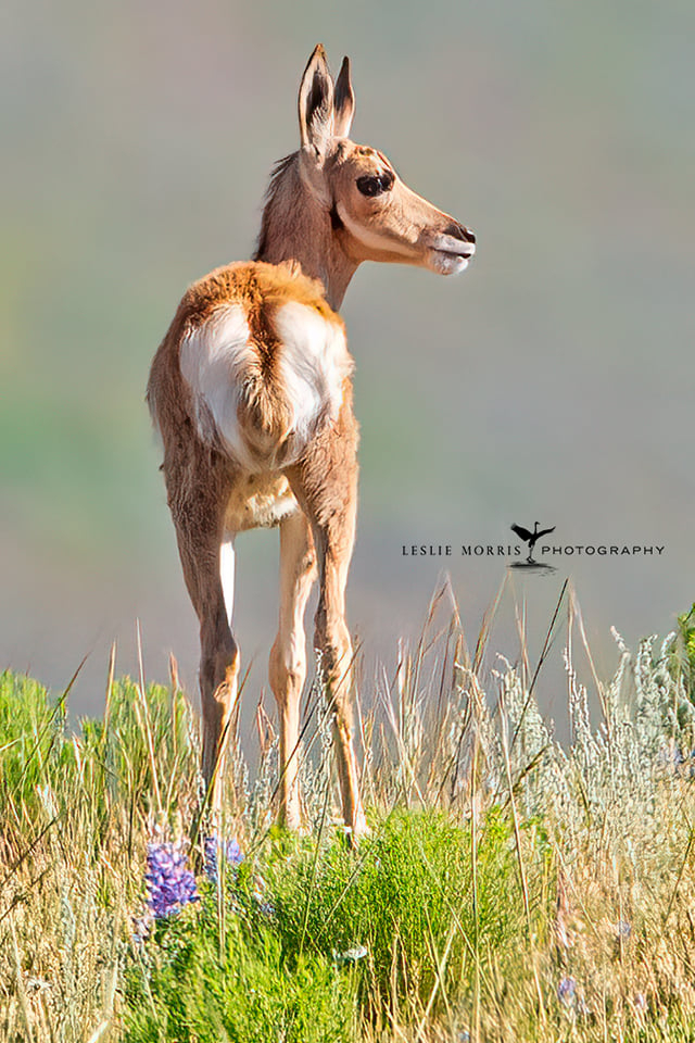 Pronghorn Antelope - ID: 16025641 © Leslie J. Morris
