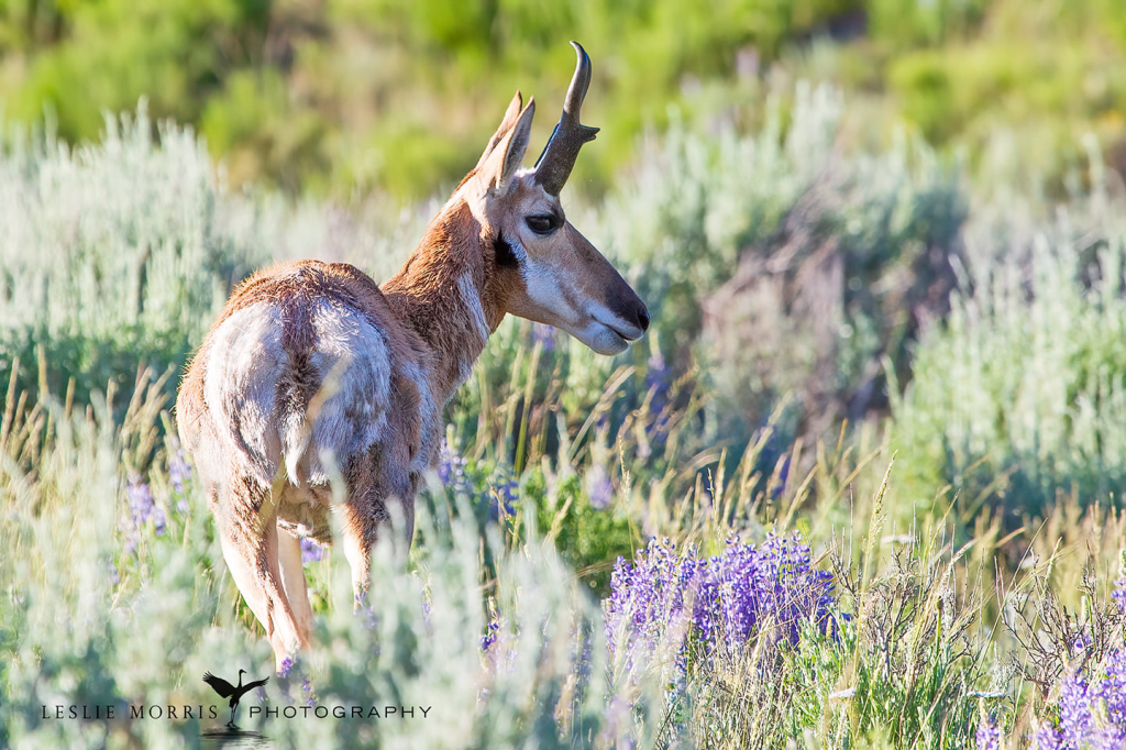Pronghorn Antelope Ram - ID: 16025640 © Leslie J. Morris
