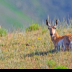 © Leslie J. Morris PhotoID # 16025642: Pronghorn