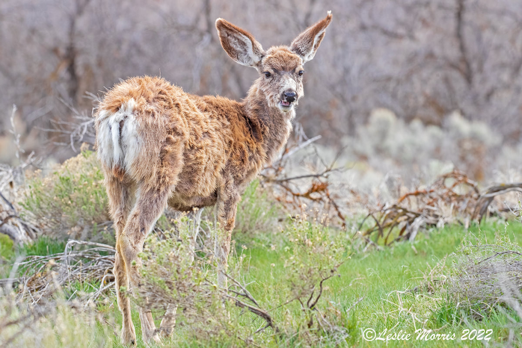 Mule Deer Fawn - ID: 16025643 © Leslie J. Morris