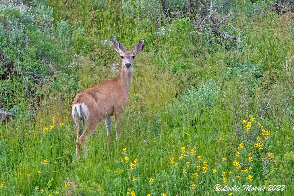 Mule Deer - ID: 16025644 © Leslie J. Morris