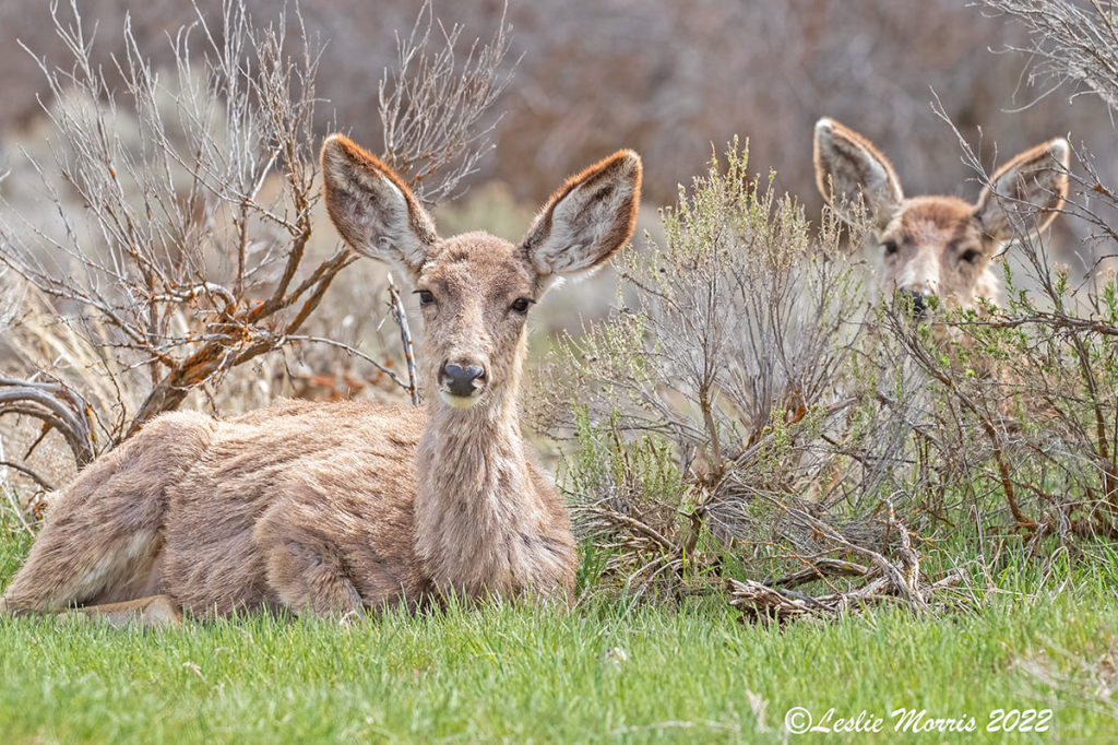Mule Deer and Fawn - ID: 16025645 © Leslie J. Morris