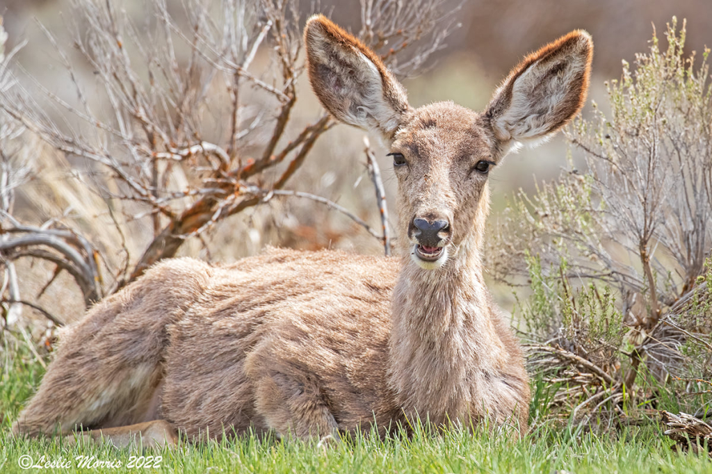 Mule Deer - ID: 16025646 © Leslie J. Morris