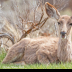 © Leslie J. Morris PhotoID # 16025646: Mule Deer