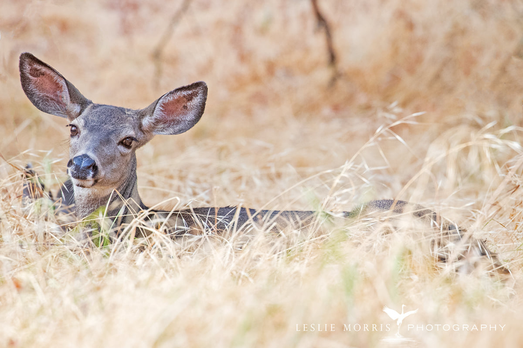 Black-tailed Deer Doe - ID: 16025647 © Leslie J. Morris