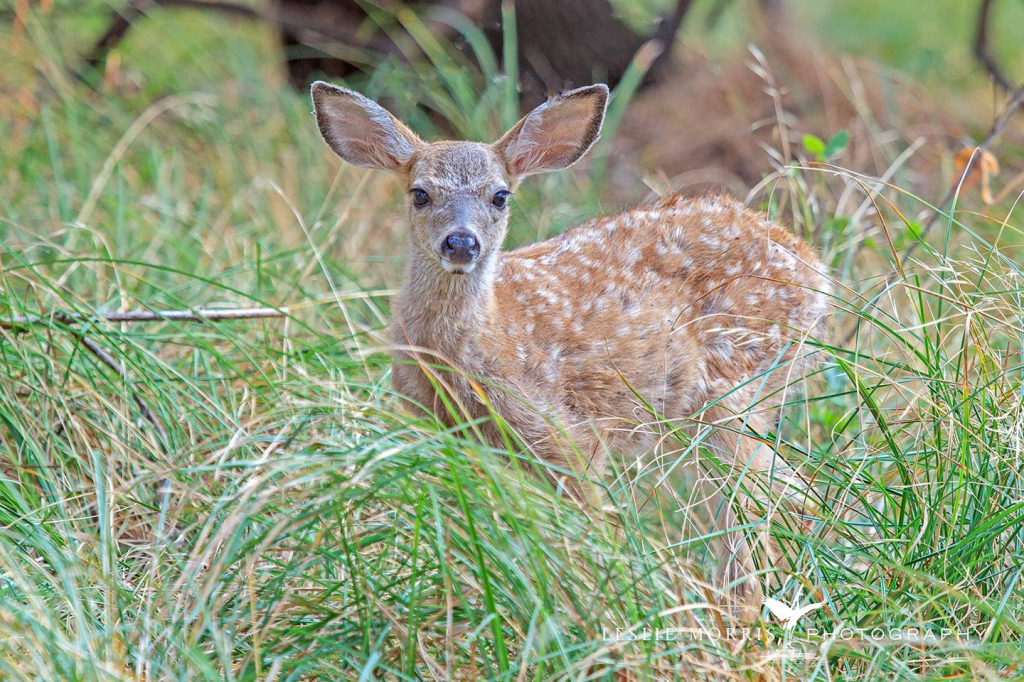 Black-tailed Deer Fawn - ID: 16025648 © Leslie J. Morris
